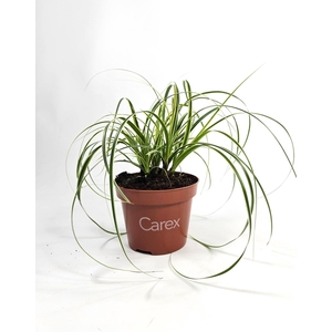CARE OSHIMENSIS