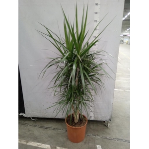 Dracaena marg.