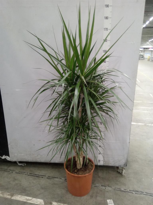 <h4>Dracaena marg.</h4>