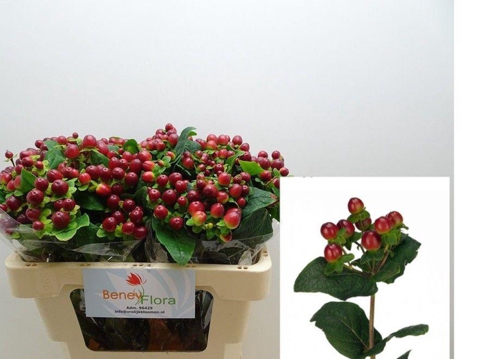 <h4>Hyp Mag Seasons Xtra</h4>