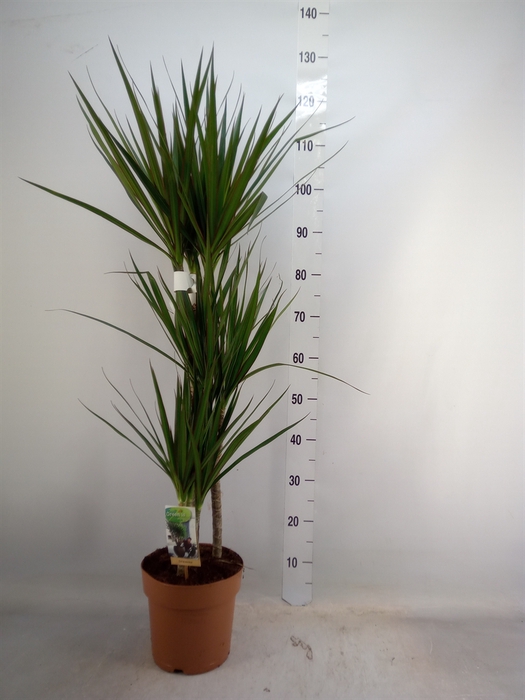 <h4>Dracaena marg.</h4>