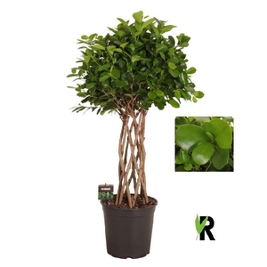 Ficus Mi Overig stam gevlochten Moclame