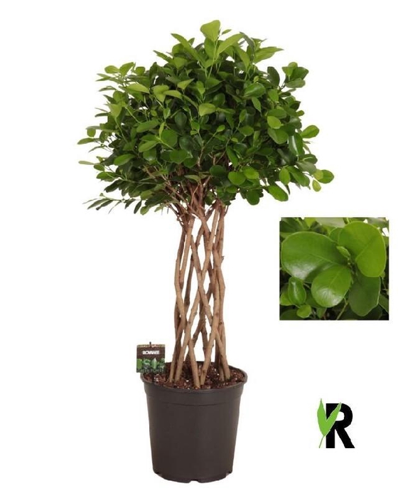 <h4>Ficus Mi Overig stam gevlochten Moclame</h4>