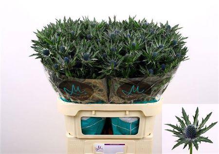 <h4>Eryn Orion Qstar 80cm</h4>