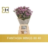 Lim S Fantasia Wings