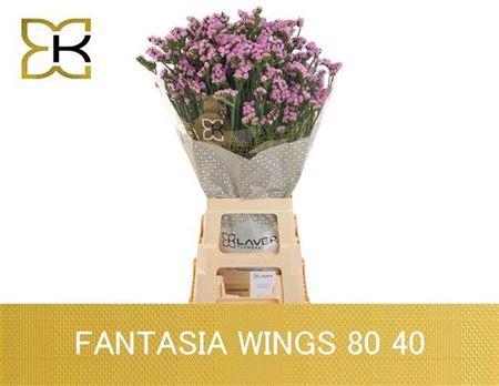 Lim S Fantasia Wings