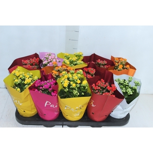 KALANCHOE DOBRADO PAIXOES P11