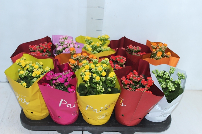 <h4>KALANCHOE DOBRADO PAIXOES P11</h4>