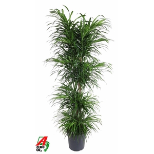 Dra Re Anita Variegata Carrousel