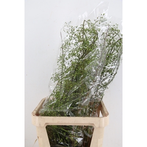 ROSA CORALLO GREEN 100CM
