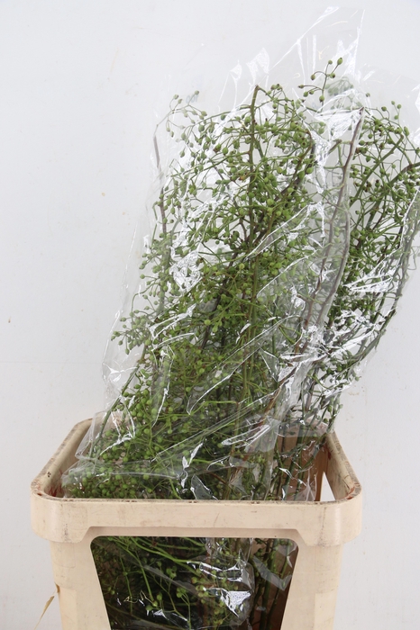 <h4>ROSA CORALLO GREEN 100CM</h4>