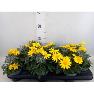 Euryops  'Silver Star'