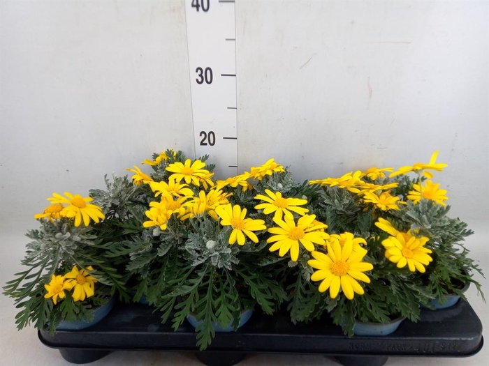 <h4>Euryops  'Silver Star'</h4>