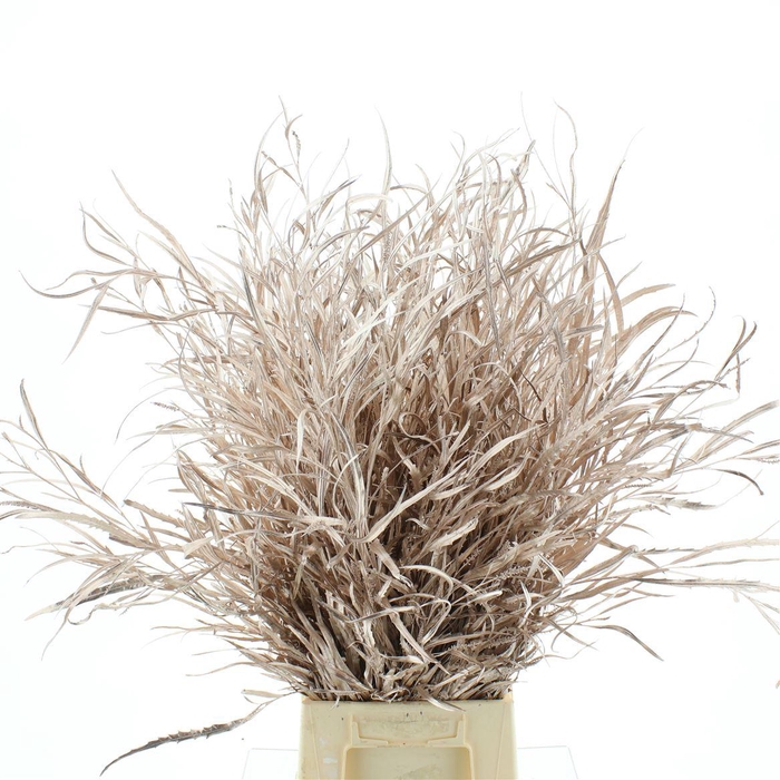 <h4>Grevilea Klb Champagne 200gr</h4>