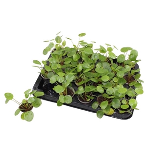 Pilea peperomoides