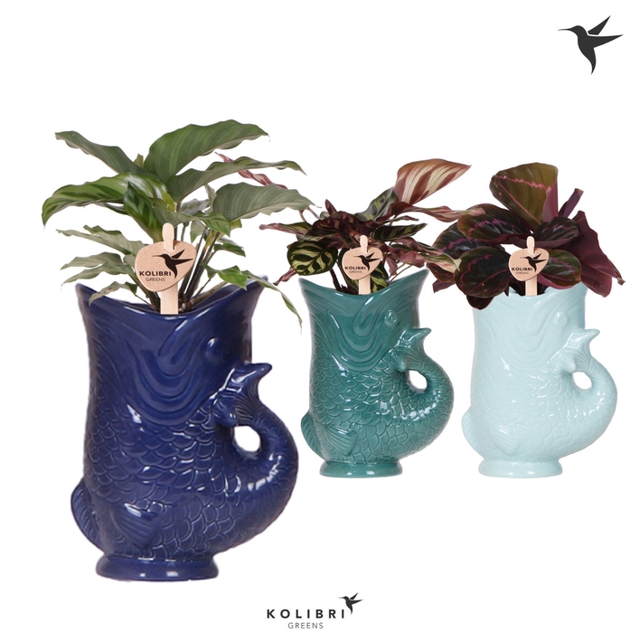<h4>Kolibri Greens Calathea mix in Fish pot blue mix</h4>
