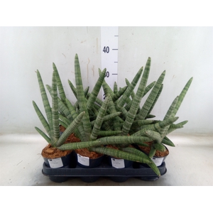 Sansevieria cyl.  ...