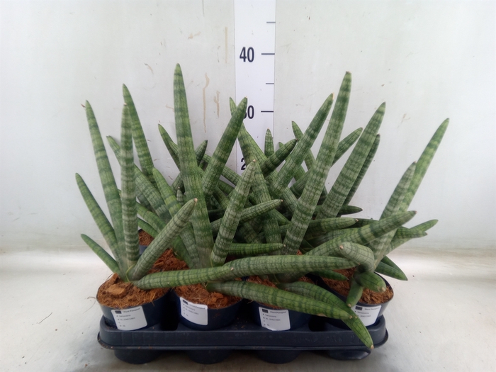 <h4>Sansevieria cyl.  ...</h4>