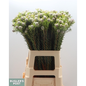 Leucad L Ay Ja Pe Vt