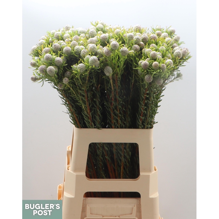 <h4>Leucad L Ay Ja Pe Vt</h4>