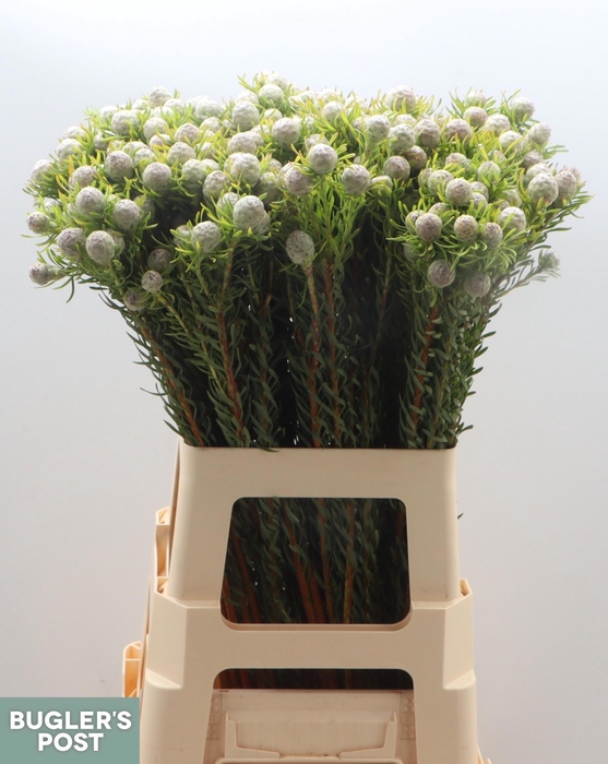 <h4>LEUCAD L AY JA PE VT</h4>