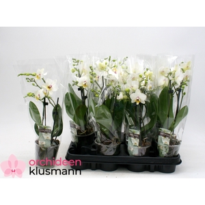 PHAL GEM