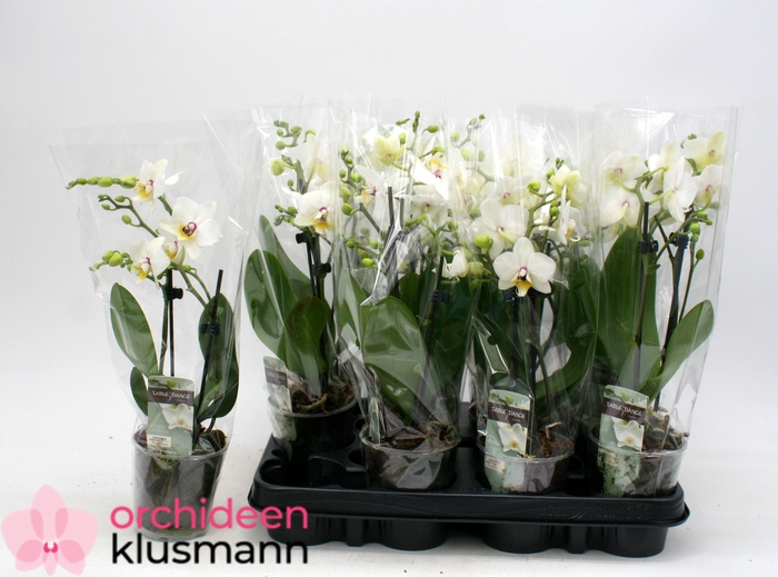 <h4>PHAL GEM</h4>