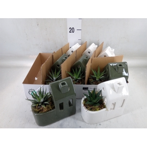 Arr.   Kamerplant Groen L%