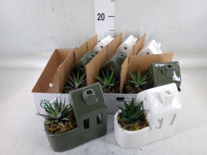 <h4>Arr.   Kamerplant Groen L%</h4>