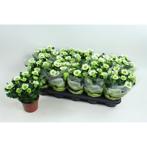 Chrysanthemum Splash Meadow 12Ø 25cm