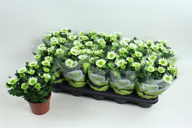 Chrysanthemum Splash Meadow 12Ø 25cm