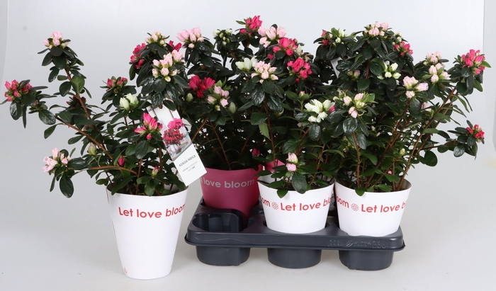 <h4>RHODO SI GEM</h4>