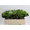 Hypericum Lucky Romance