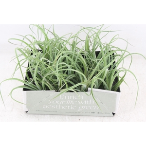 Arr3 Cp - Till. Curly Bonsai X20