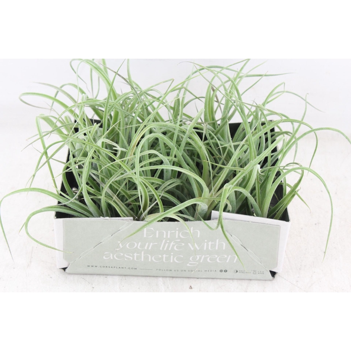 <h4>Arr3 Cp - Till. Curly Bonsai X20</h4>