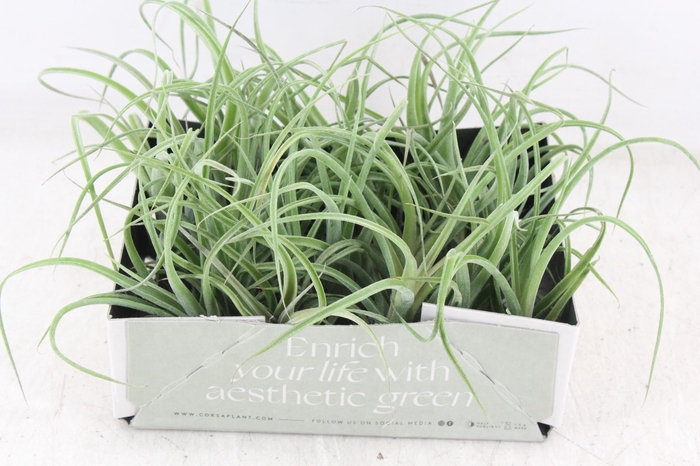 <h4>arr3 CP - Till. Curly bonsai x20</h4>