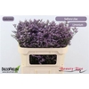 Limon Safora Lilac
