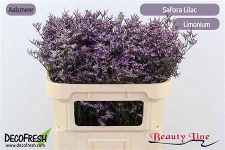 Limon Safora Lilac