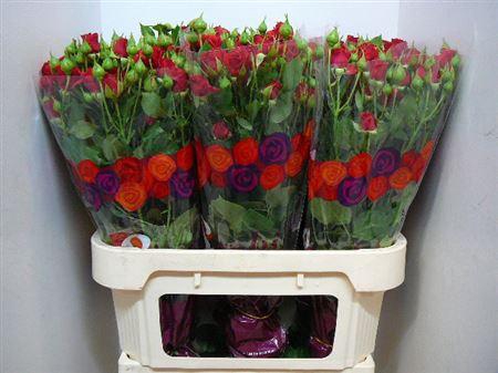 <h4>R Tr Mirabel</h4>