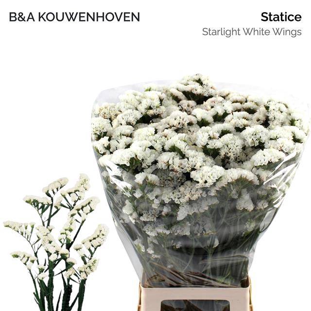 <h4>Lim S Wh Starl Wings</h4>