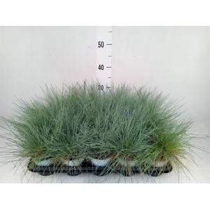 Festuca glauca 'Compacta Blue'