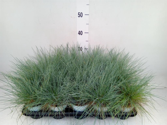<h4>Festuca glauca 'Compacta Blue'</h4>