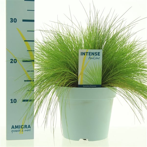 <h4>Deschampsia flexuosa AmiLime®</h4>