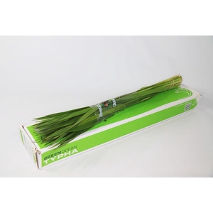 TYPHA GREEN 90 CM