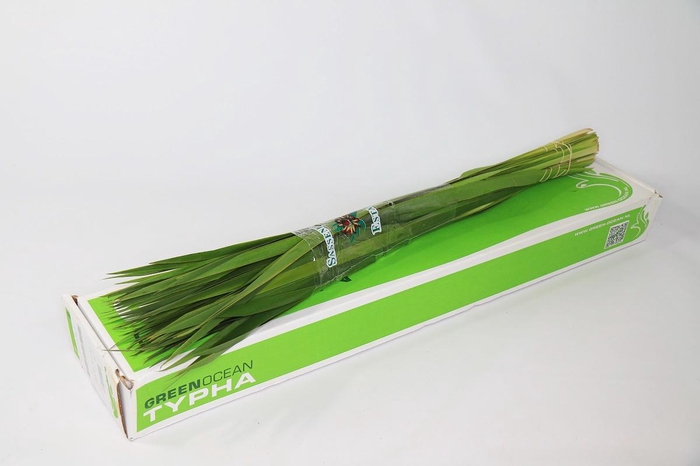 <h4>TYPHA GREEN 90 CM</h4>