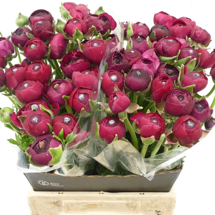 <h4>Ran Azur Bordeaux</h4>