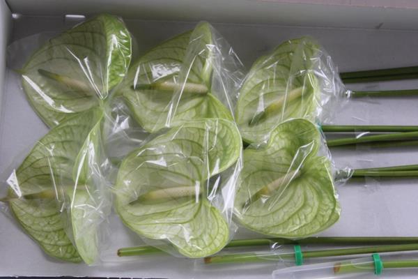 <h4>Anth A Extase X 12</h4>