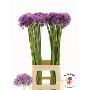 Allium Violet Beauty