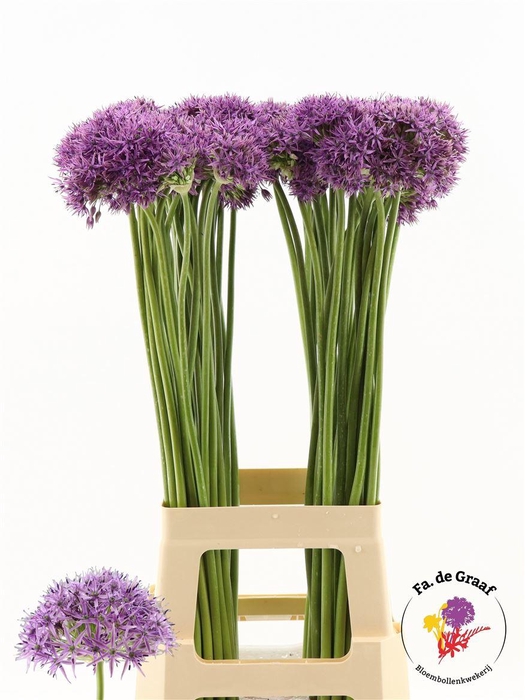 <h4>Allium Violet Beauty</h4>