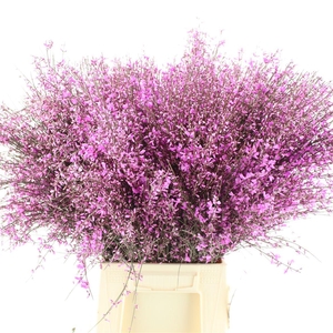 Ginster Lila P Bunch 400gram